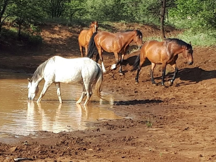 equine facilitated therapy