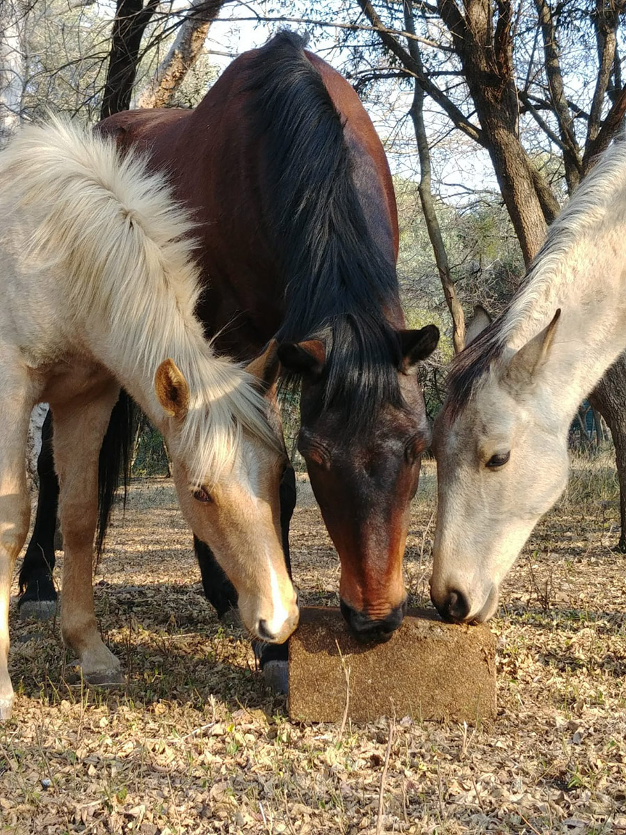 equine-therapy-southafrica-1 Equine Facilitated Psychotherapy