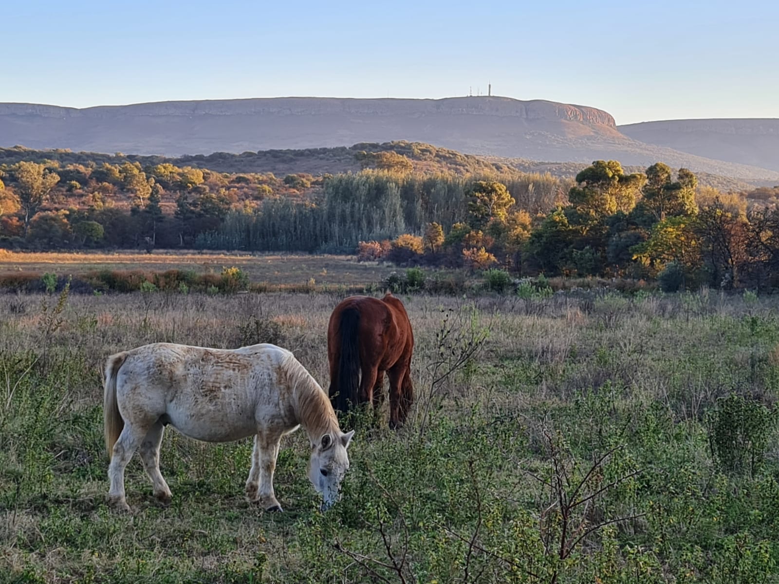 Equine Facilitated Psychotherapy